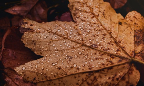 WIT Newsletter November 2025
