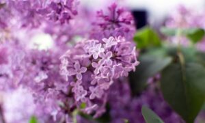 May Flowers